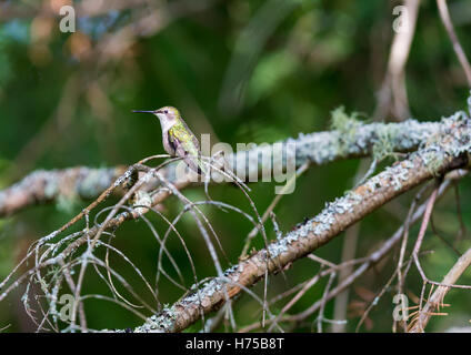 Ruby Throated Kolibri im borealen Wald im nördlichen Quebec nach langen Migration im Norden. Stockfoto