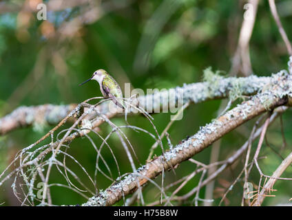 Ruby Throated Kolibri im borealen Wald im nördlichen Quebec nach langen Migration im Norden. Stockfoto