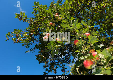 Rote Äpfel hängen von der Ast gegen blauen Himmel, Deutschland Stockfoto