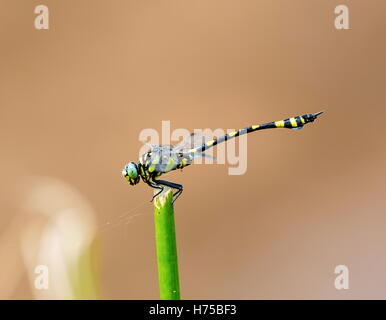 Die Golden beringt Libelle ist ein markantes Exemplar mit einem länglichen schwarz und gelb gestreiften Bauch. Stockfoto