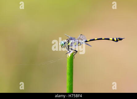 Die Golden beringt Libelle ist ein markantes Exemplar mit einem länglichen schwarz und gelb gestreiften Bauch. Stockfoto