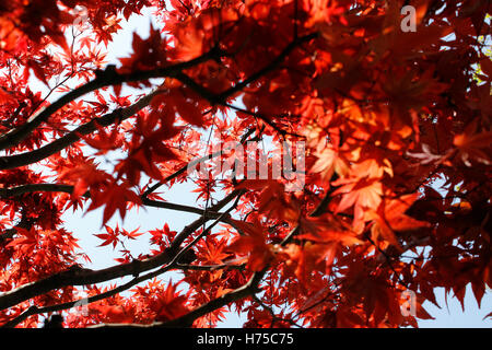 Schöne japanische Ahorn in Kyoto, Japan Stockfoto