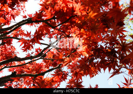 Schöne japanische Ahorn in Kyoto, Japan Stockfoto