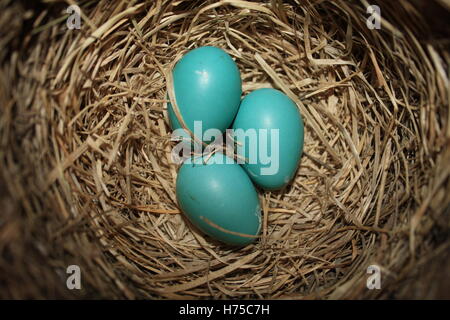 Robin Robins Nest blauen Eiern Vogel natürliche ungeschlüpfte