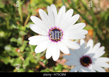 Nahaufnahme von weißen Osteospermum Blume mit blauen und gelben Zentrum in Kyoto, Japan Stockfoto