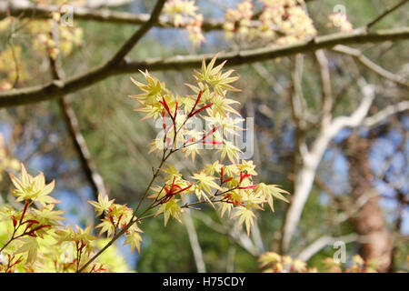 Schöne japanische Ahorn in Kyoto, Japan Stockfoto