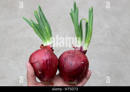 Gemüsezwiebeln mit neue Triebe sprießen Stockfoto