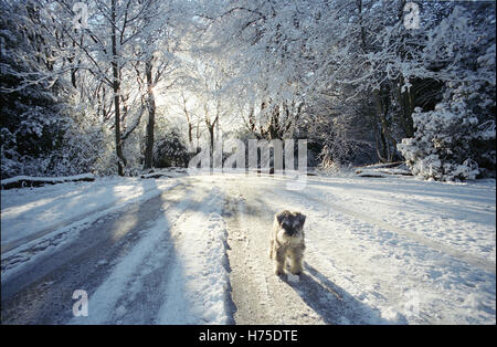 Zwergschnauzer im Schnee Bradford UK Stockfoto