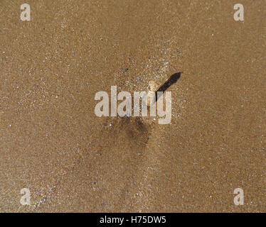 Sand Tube Sand Mason Wurm (Lanice Conchilega) wirft einen Schatten auf einen Sandstrand Stockfoto