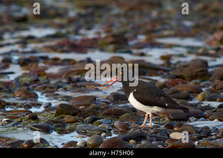 Magellanic Austernfischer (Haematopus Leucopodus) auf Kadaver Insel auf den Falklandinseln. Stockfoto