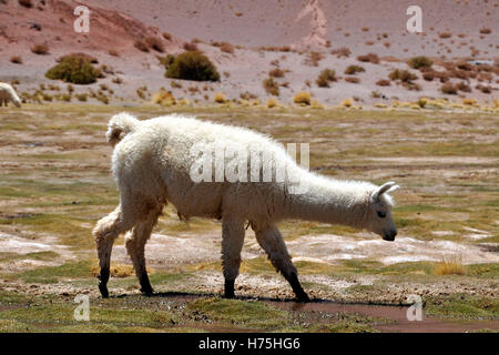 Argentinien Salta region, puna Wüste, vikunjas Stockfoto