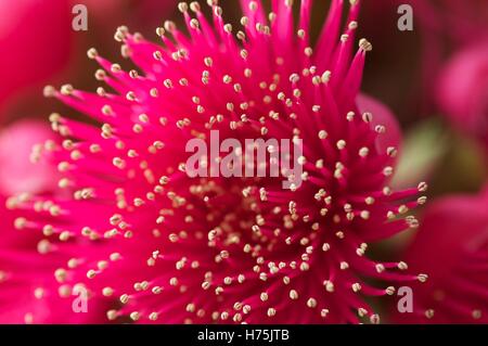 Selektiven Fokus Nahaufnahme von Rose (Syzygium Malaccense) Apfelblüte, Staubblätter und Staubbeutel zeigen. Stockfoto
