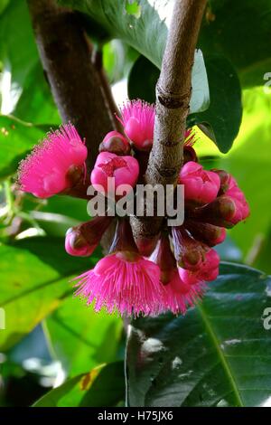 Rosenapfel ((Syzygium Malaccense) Knospen und Blüten (Fokus-Stack) Stockfoto