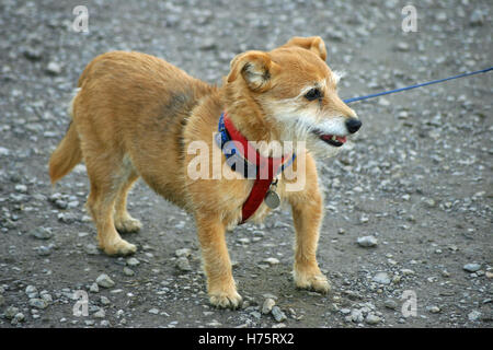 Braune und weiße Yorkshire X Jack Russell Terrier Mischling Stockfoto