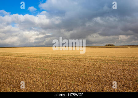 Gewitterwolken über einen großen Stoppelfeld auf den malerischen Yorkshire Wolds im Herbst. Stockfoto