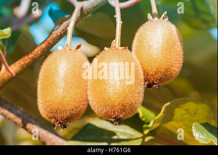Cluster von Kiwifrucht am Baum Stockfoto