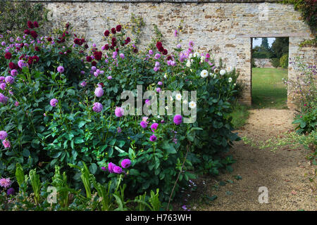 Dahlie Blumenbeete in einem ummauerten Garten im Herbst. Rousham House Gärten. Oxfordshire, England Stockfoto