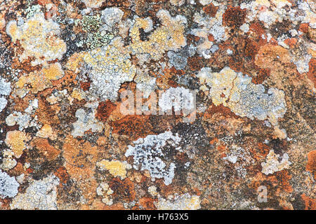 Flechten Sie auf einer Trockensteinmauer in Schottland. Muster Stockfoto