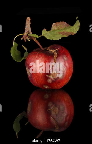 Windsor Apfel aus meinem Garten, leider fand am Baum faulen gewachsen. Isoliert auf einem schwarzen Hintergrund auf einem Relective s Stockfoto