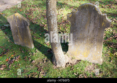 zwei alte Grabsteine und Stamm des Baumes am alten Friedhof im Herbst Stockfoto