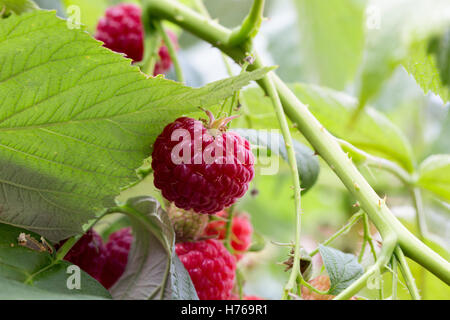 Nahaufnahme von Himbeeren auf den Busch. Stockfoto