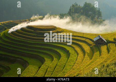 Drei Frauen arbeiten in Reisfeldern, Mu Cang Chai, YenBai, Vietnam Stockfoto