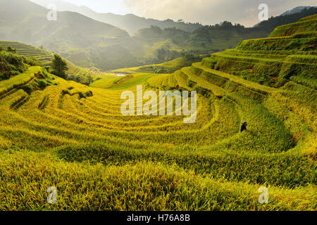 Frau arbeitet im Terraced Reisfelder, Mu Cang Chai, YenBai, vietnam Stockfoto