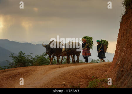 Zwei Frauen tragen Ernte und zu Fuß mit Büffel, Mu Cang Chai, YenBai, Vietnam Stockfoto