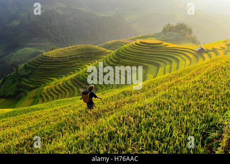 Frau arbeitet im terrassenförmig angelegten Reis Feld, Mu Cang Chai, vietnam Stockfoto