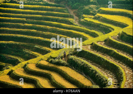 Zwei Frauen gehen durch terrassierten Reisfelder, Mu Cang Chai, YenBai, Vietnam Stockfoto