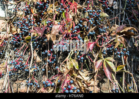 Zemun, Serbien - gemeinsame Efeu (Hedera Helix) mit Reifen im Herbst Beeren wachsen auf der Seite der Mauer Stockfoto