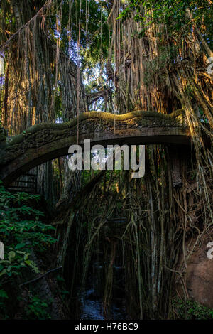 Affenwald von Ubud, Bali, Indonesien Stockfoto