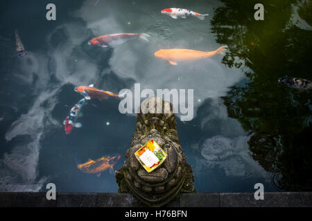 Koi-Karpfen schwimmen im Teich, Tampak Zeugung Tempel, Bali, Indonesien Stockfoto