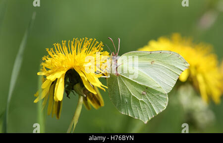 Ein Brimstone Schmetterling (Gonepteryx Rhamni) Fütterung auf eine Blume Löwenzahn (Taraxacum). Stockfoto