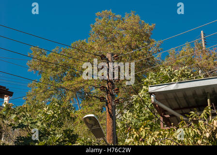 Alte hölzerne elektrische Lampe Post Closeup mit den grünen Baum und blauen Himmel als Hintergrund Stockfoto