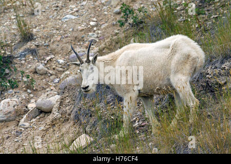 Rocky-Bergziege (Oreamnos Americanus) Weibchen auf Nahrungssuche in steinigen Abhang der Berghang, Jasper Nationalpark, Alberta, Kanada Stockfoto