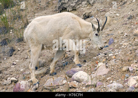 Rocky-Bergziege (Oreamnos Americanus) Weibchen auf Nahrungssuche in steinigen Abhang der Berghang, Jasper Nationalpark, Alberta, Kanada Stockfoto