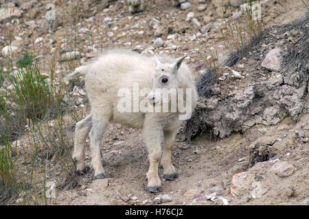 Rocky-Bergziege (Oreamnos Americanus) jungen auf Nahrungssuche in steinigen Abhang der Berghang, Jasper Nationalpark, Alberta, Kanada Stockfoto