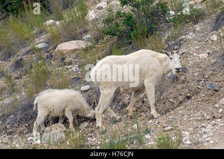 Rocky-Bergziege (Oreamnos Americanus) Weibchen mit jungen auf Nahrungssuche in felsigen Berghang, Jasper Nationalpark, Kanada Stockfoto