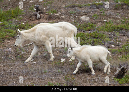 Rocky-Bergziege (Oreamnos Americanus) Weibchen mit jungen auf Nahrungssuche in Bergen, Jasper Nationalpark, Alberta, Kanada Stockfoto