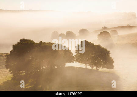 Früh am Morgennebel bei Sonnenaufgang in den Bergen von Brösar Glumslöv / Broesarp Hills, Haväng, Skåne / Scania, Schweden Stockfoto