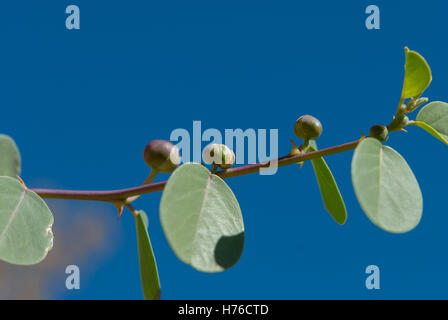 Kapern Knospen an den Zweig Closeup mit blauem Himmel als Hintergrund. Soft-Fokus. Stockfoto