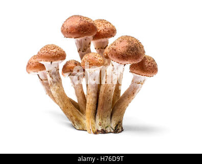 Armillaria Mellea - Honig-Gel-Hallimasch-Pilz, isoliert Stockfoto