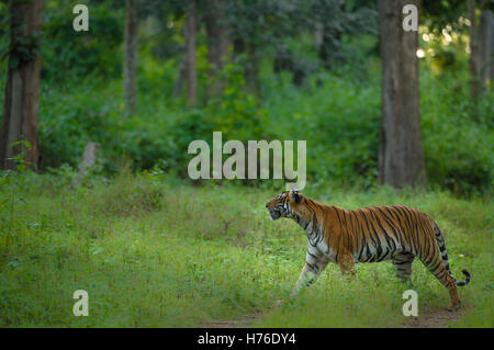 Tiger auf einem Spaziergang Stockfoto