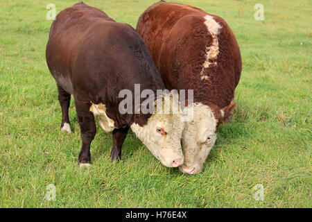 Zwei Hereford Stiere Essen nahe beieinander auf grüner Wiese. Stockfoto