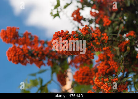 Bunte Reihe von Reife Weißdorn hängenden Zweig Closeup. Blauen Himmel im Hintergrund Stockfoto