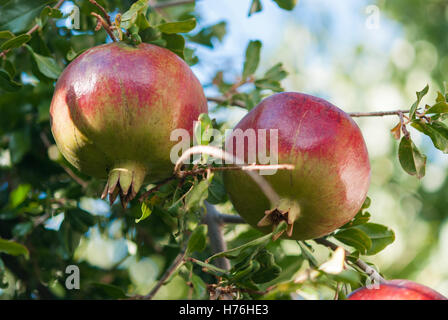 Reife bunte Granatapfel Früchte am Ast. Das Laub und blauen Himmel im Hintergrund Stockfoto