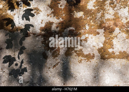 Das Moos und Schatten der Weinblätter auf alten Stein der Stein Wand. Strukturierten Hintergrund. Stockfoto