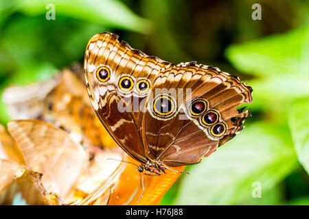 Insekt Schmetterling auf grünem Farbhintergrund Makro, unscharf Stockfoto