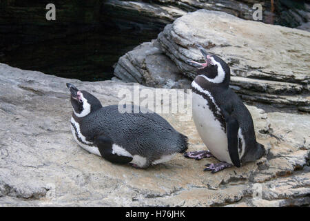 Zwei Pinguine auf einem Felsen sitzen träumen Stockfoto